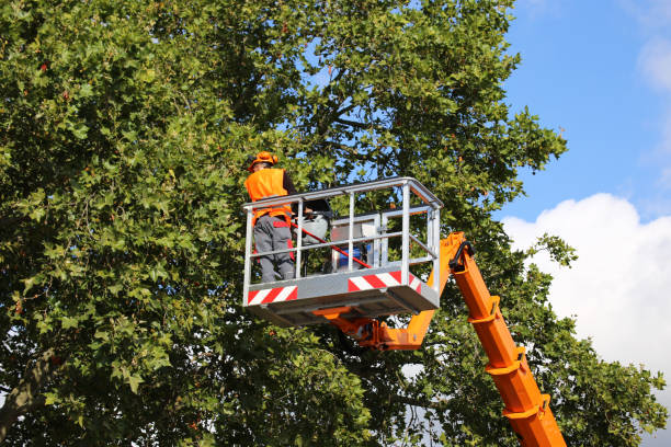 How Our Tree Care Process Works  in  Brewster Hill, NY