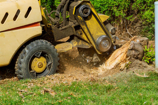 Brewster Hill, NY Tree Care Services Company